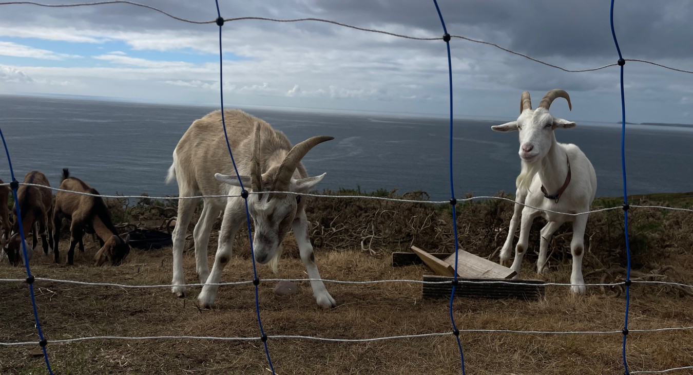 Ardmore goats behind solar powered fencing